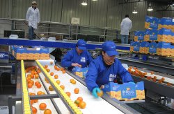 Líneas de financiamiento