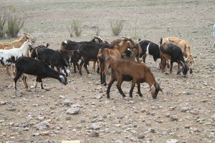 INTENDENTA HANNE UTRERAS IMPULSA NUEVA MEDIDA DE APOYO PARA LOS PEQUEÑOS PRODUCTORES RURALES