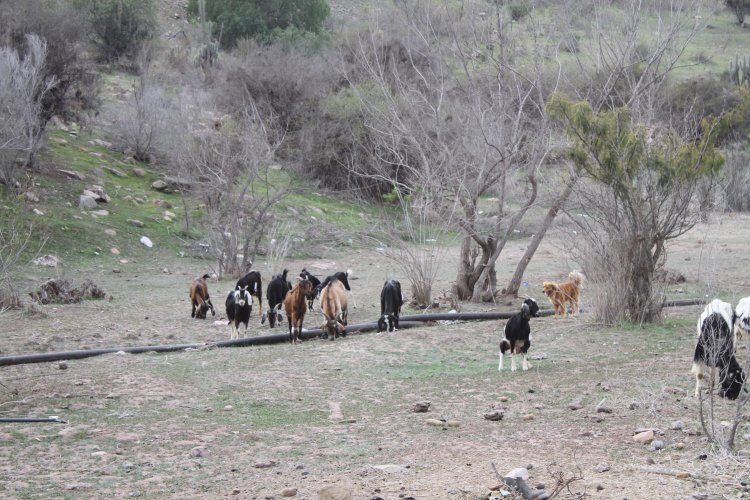 INTENDENTA HANNE UTRERAS IMPULSA NUEVA MEDIDA DE APOYO PARA LOS PEQUEÑOS PRODUCTORES RURALES