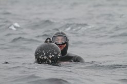 BARCOS CRUSTACEROS DE COQUIMBO INICIAN RESCATE DE CULTIVOS DE OSTIONES