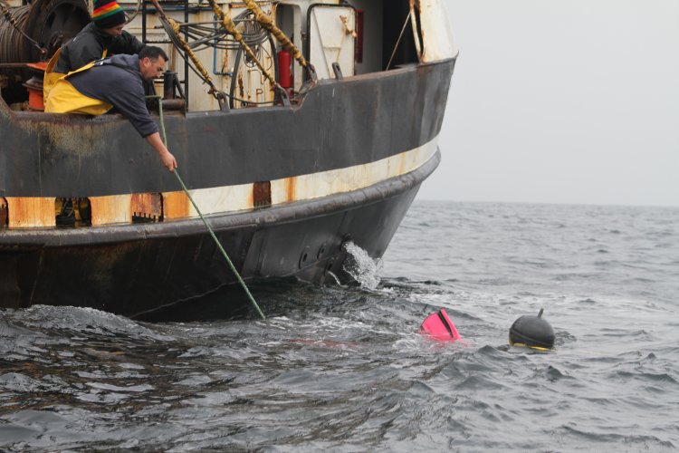 BARCOS CRUSTACEROS DE COQUIMBO INICIAN RESCATE DE CULTIVOS DE OSTIONES