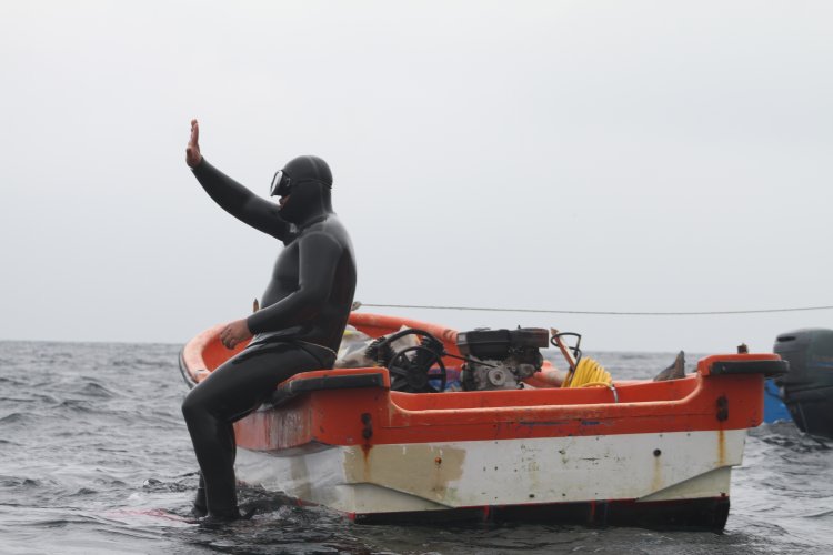 BARCOS CRUSTACEROS DE COQUIMBO INICIAN RESCATE DE CULTIVOS DE OSTIONES