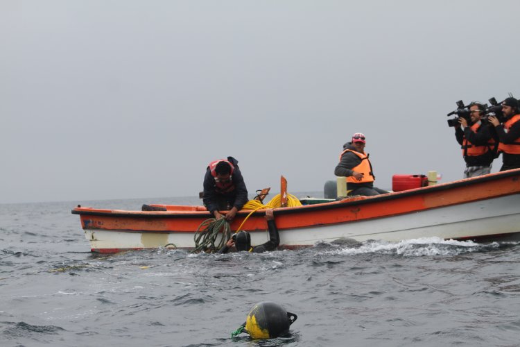 BARCOS CRUSTACEROS DE COQUIMBO INICIAN RESCATE DE CULTIVOS DE OSTIONES
