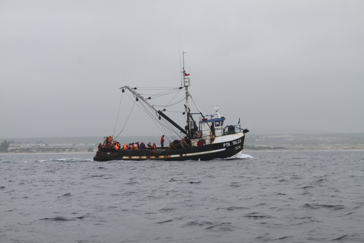 BARCOS CRUSTACEROS DE COQUIMBO INICIAN RESCATE DE CULTIVOS DE OSTIONES