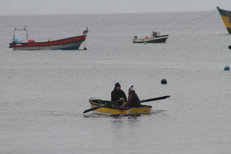 BARCOS CRUSTACEROS DE COQUIMBO INICIAN RESCATE DE CULTIVOS DE OSTIONES