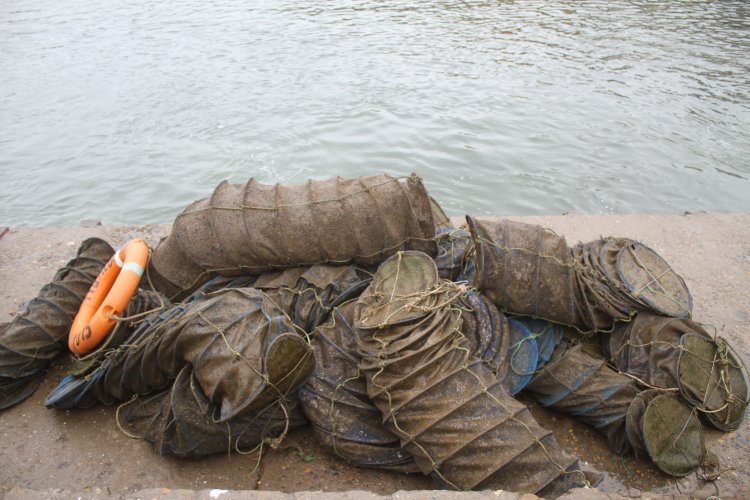 BARCOS CRUSTACEROS DE COQUIMBO INICIAN RESCATE DE CULTIVOS DE OSTIONES
