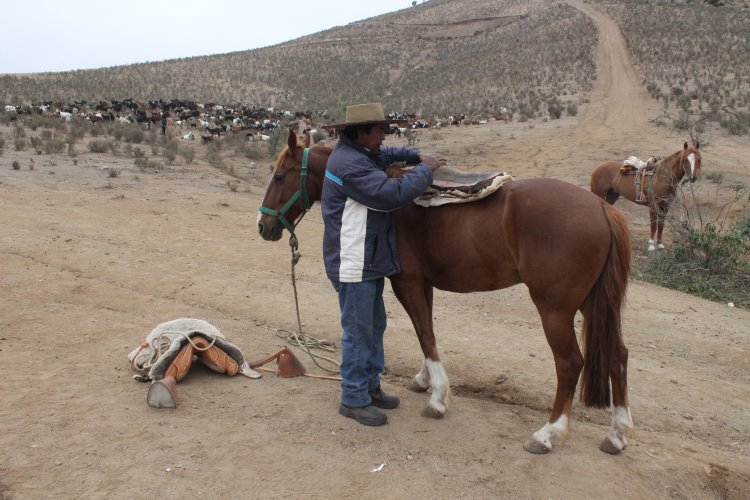 ARGENTINA Y CHILE TRABAJARÁN EN PROTOCOLO DE EMERGENCIA PARA APOYAR A CRIANCEROS DURANTE LAS VERANADAS
