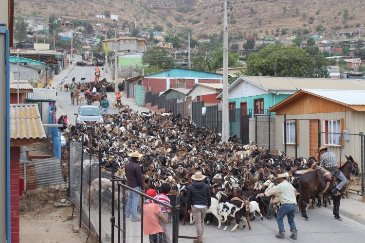 ARGENTINA Y CHILE TRABAJARÁN EN PROTOCOLO DE EMERGENCIA PARA APOYAR A CRIANCEROS DURANTE LAS VERANADAS