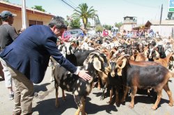 $350 MILLONES DESTINA EL GOBIERNO REGIONAL PARA VERANADAS DE CRIANCEROS EN ARGENTINA