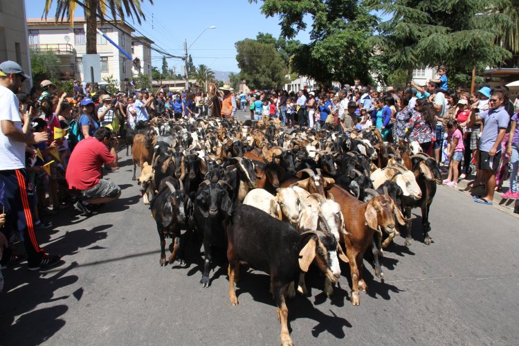 $350 MILLONES DESTINA EL GOBIERNO REGIONAL PARA VERANADAS DE CRIANCEROS EN ARGENTINA