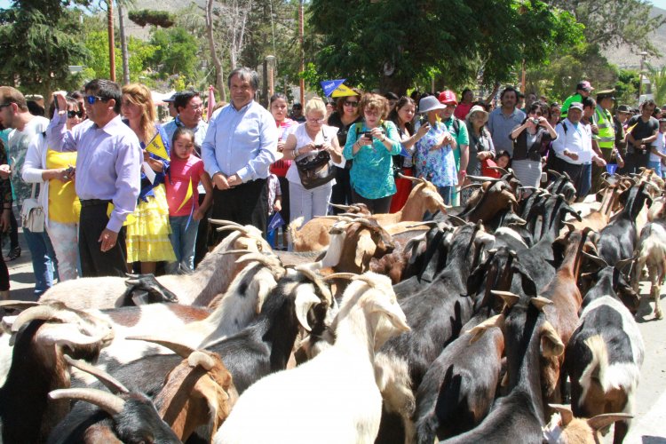 $350 MILLONES DESTINA EL GOBIERNO REGIONAL PARA VERANADAS DE CRIANCEROS EN ARGENTINA