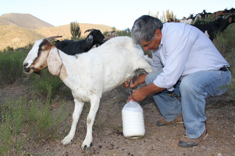$350 MILLONES DESTINA EL GOBIERNO REGIONAL PARA VERANADAS DE CRIANCEROS EN ARGENTINA
