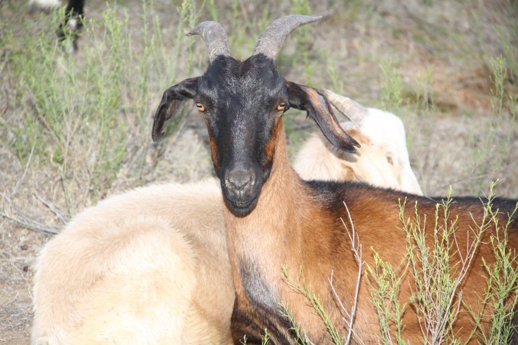 $350 MILLONES DESTINA EL GOBIERNO REGIONAL PARA VERANADAS DE CRIANCEROS EN ARGENTINA