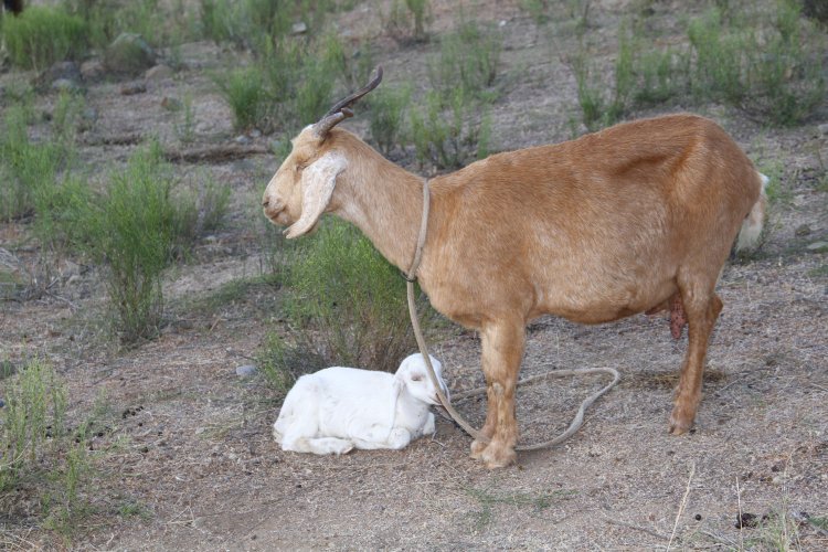 $350 MILLONES DESTINA EL GOBIERNO REGIONAL PARA VERANADAS DE CRIANCEROS EN ARGENTINA