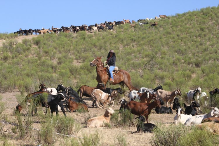 $350 MILLONES DESTINA EL GOBIERNO REGIONAL PARA VERANADAS DE CRIANCEROS EN ARGENTINA