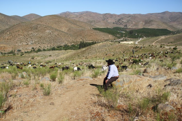 $350 MILLONES DESTINA EL GOBIERNO REGIONAL PARA VERANADAS DE CRIANCEROS EN ARGENTINA