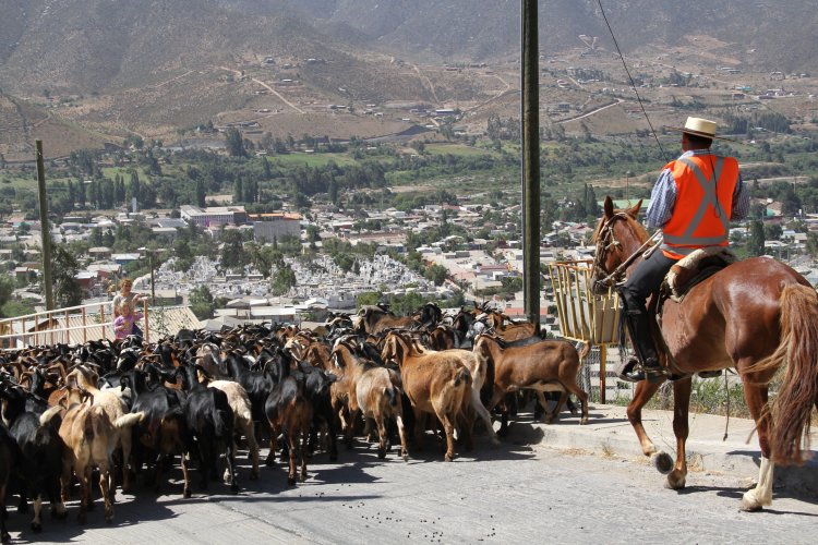 $350 MILLONES DESTINA EL GOBIERNO REGIONAL PARA VERANADAS DE CRIANCEROS EN ARGENTINA