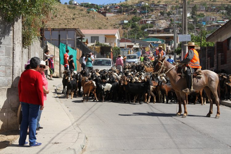 $350 MILLONES DESTINA EL GOBIERNO REGIONAL PARA VERANADAS DE CRIANCEROS EN ARGENTINA