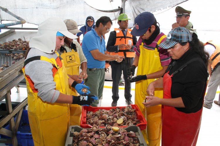 INDUSTRIA OSTIONERA ARTESANAL DE TONGOY EXPERIMENTA SIGNIFICATIVA REACTIVACIÓN