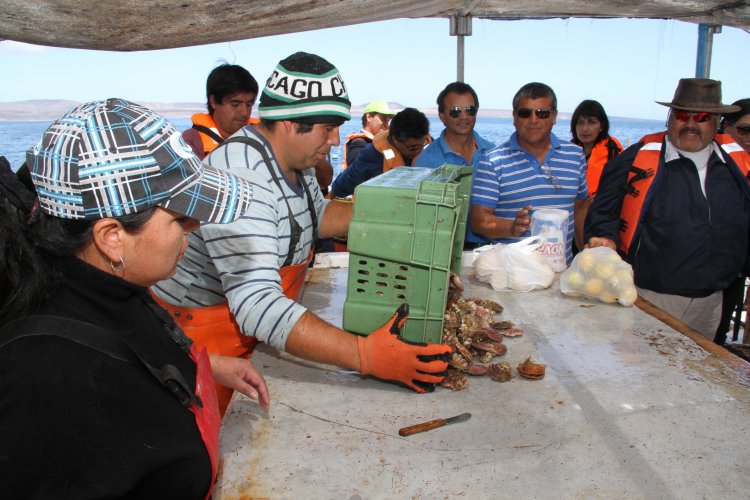 INDUSTRIA OSTIONERA ARTESANAL DE TONGOY EXPERIMENTA SIGNIFICATIVA REACTIVACIÓN