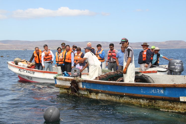 INDUSTRIA OSTIONERA ARTESANAL DE TONGOY EXPERIMENTA SIGNIFICATIVA REACTIVACIÓN