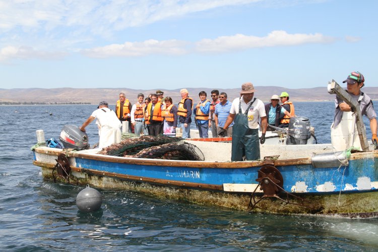 INDUSTRIA OSTIONERA ARTESANAL DE TONGOY EXPERIMENTA SIGNIFICATIVA REACTIVACIÓN