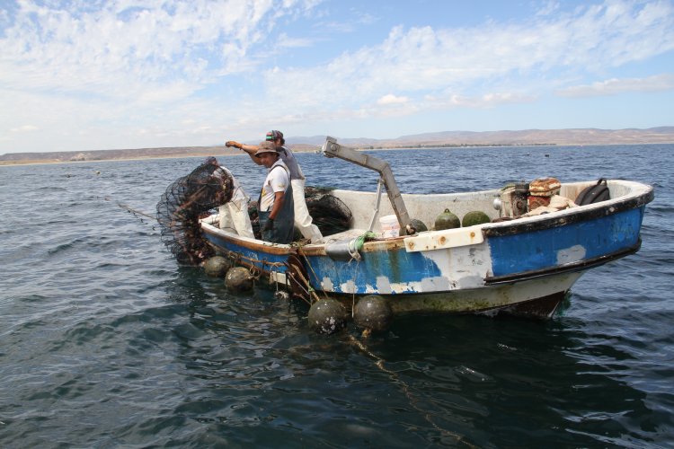 INDUSTRIA OSTIONERA ARTESANAL DE TONGOY EXPERIMENTA SIGNIFICATIVA REACTIVACIÓN
