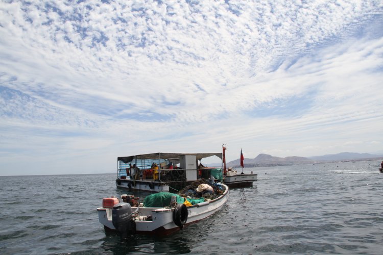 INDUSTRIA OSTIONERA ARTESANAL DE TONGOY EXPERIMENTA SIGNIFICATIVA REACTIVACIÓN