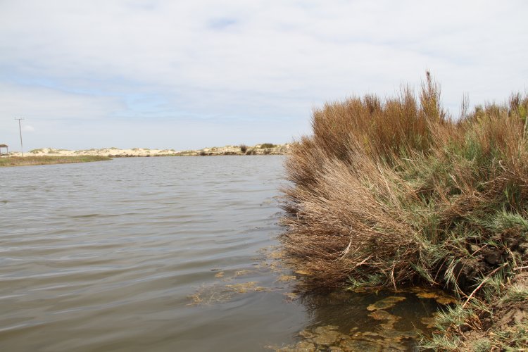 GOBIERNO ESTABLECE ACUERDO PARA PROTEGER HUMEDALES DE TONGOY