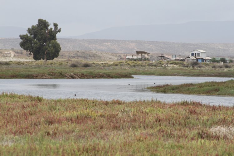 GOBIERNO ESTABLECE ACUERDO PARA PROTEGER HUMEDALES DE TONGOY
