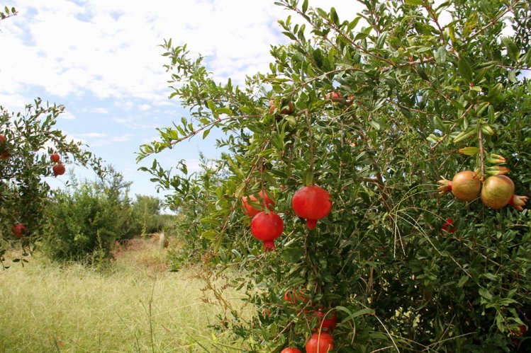 CONDICIONES ECONÓMICAS DE CHILE ABREN EXPECTATIVAS PARA EMPRESARIOS DE SAN JUAN