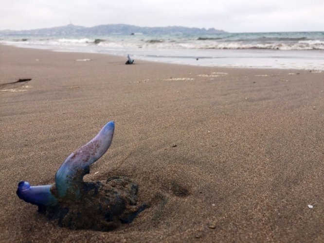 AUTORIDAD SANITARIA DECRETA CIERRE DE PLAYA DE GUANAQUEROS ANTE PRESENCIA DE FRAGATA PORTUGUESA
