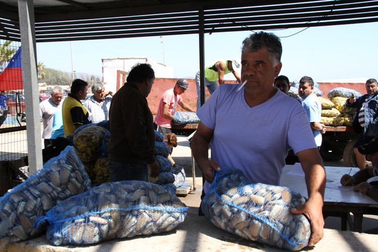 AUTORIDADES HACEN LLAMADO A ADQUIRIR PESCADOS Y MARISCOS SOLO EN COMERCIO ESTABLECIDO