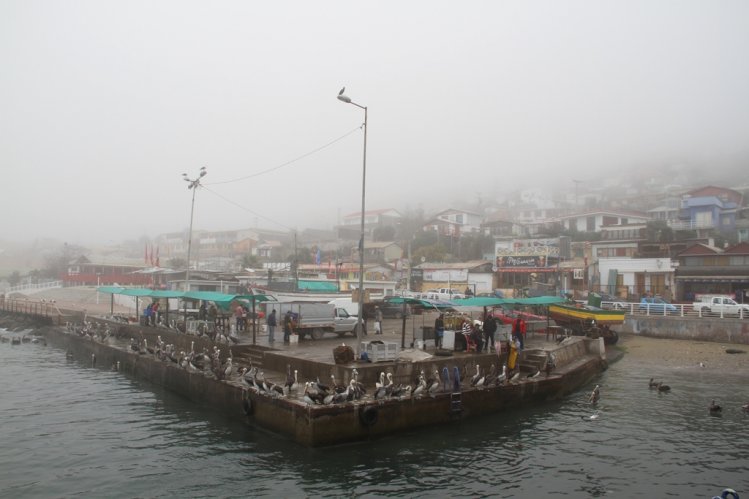 GOBIERNO IMPULSA PLAN PARA DIVERSIFICAR LA PRODUCTIVIDAD DE LAS CALETAS PESQUERAS