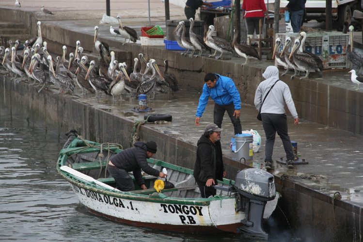 GOBIERNO IMPULSA PLAN PARA DIVERSIFICAR LA PRODUCTIVIDAD DE LAS CALETAS PESQUERAS