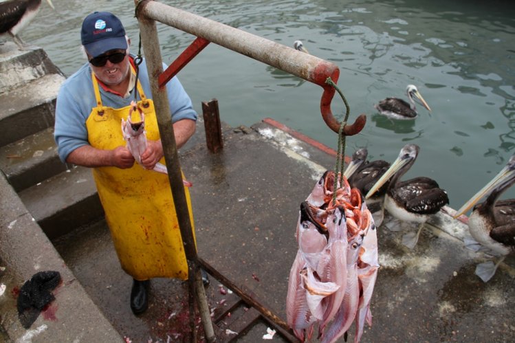GOBIERNO IMPULSA PLAN PARA DIVERSIFICAR LA PRODUCTIVIDAD DE LAS CALETAS PESQUERAS
