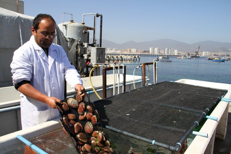 GOBIERNO IMPULSA NUEVO CENTRO DE INVESTIGACIÓN PARA DESARROLLAR LA PRODUCCIÓN DE INDUSTRIA ACUÍCOLA