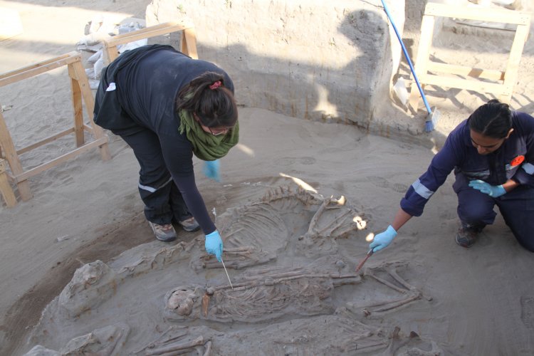 NUEVO HALLAZGO EN SITIO EL OLIVAR ENTREGA INÉDITOS ANTECEDENTES SOBRE LA CULTURA PREHISPÁNICA DE LAS ÁNIMAS