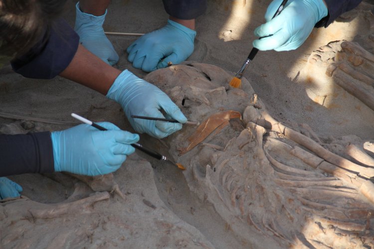 NUEVO HALLAZGO EN SITIO EL OLIVAR ENTREGA INÉDITOS ANTECEDENTES SOBRE LA CULTURA PREHISPÁNICA DE LAS ÁNIMAS