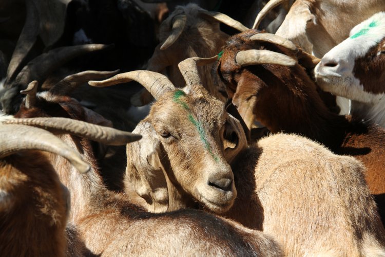 CON MASIVO ENCUENTRO DE LÍDERES CAMPESINAS DE LIMARÍ Y CHOAPA CONMEMORAN DÍA INTERNACIONAL DE LA MUJER RURAL