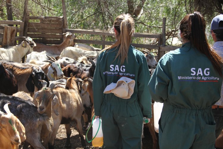 CON MASIVO ENCUENTRO DE LÍDERES CAMPESINAS DE LIMARÍ Y CHOAPA CONMEMORAN DÍA INTERNACIONAL DE LA MUJER RURAL