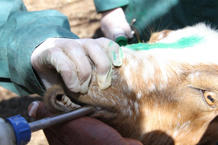 CON MASIVO ENCUENTRO DE LÍDERES CAMPESINAS DE LIMARÍ Y CHOAPA CONMEMORAN DÍA INTERNACIONAL DE LA MUJER RURAL