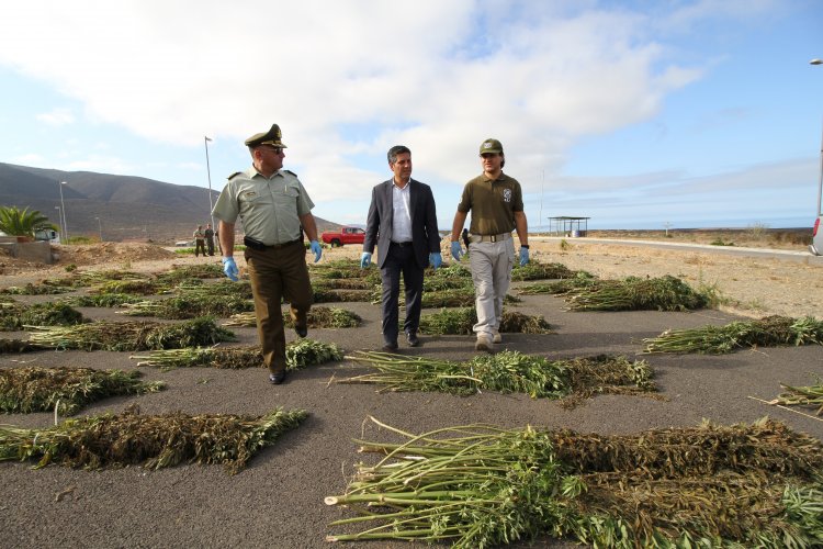 PLAN CANNABIS DE CARABINEROS DUPLICA INCAUTACIONES DE MARIHUANA EN LA REGIÓN DE COQUIMBO