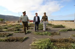 PLAN CANNABIS DE CARABINEROS DUPLICA INCAUTACIONES DE MARIHUANA EN LA REGIÓN DE COQUIMBO