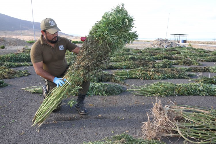 PLAN CANNABIS DE CARABINEROS DUPLICA INCAUTACIONES DE MARIHUANA EN LA REGIÓN DE COQUIMBO