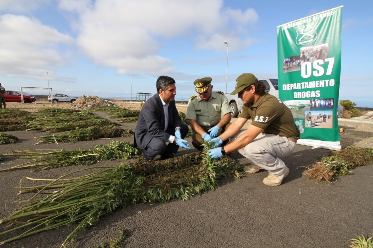 PLAN CANNABIS DE CARABINEROS DUPLICA INCAUTACIONES DE MARIHUANA EN LA REGIÓN DE COQUIMBO