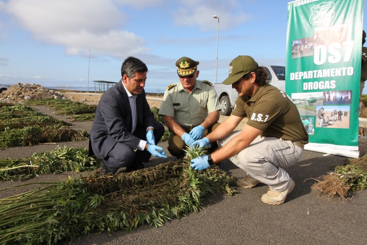PLAN CANNABIS DE CARABINEROS DUPLICA INCAUTACIONES DE MARIHUANA EN LA REGIÓN DE COQUIMBO