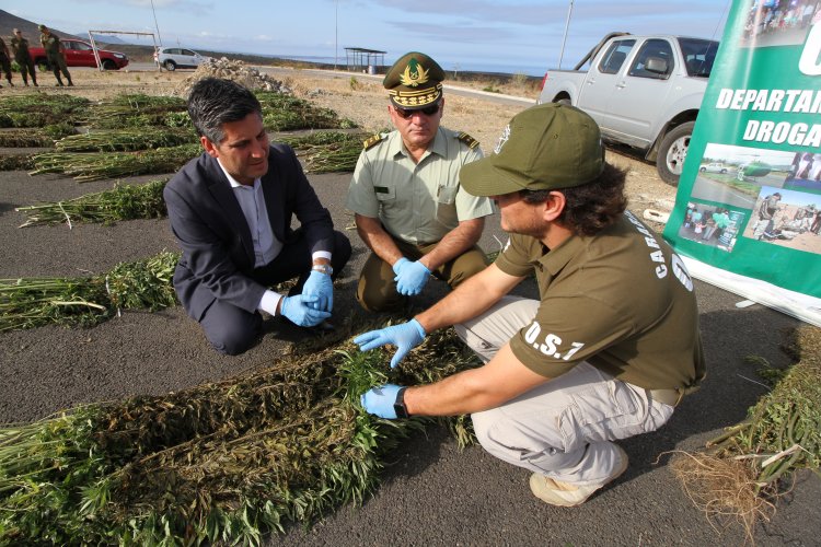 PLAN CANNABIS DE CARABINEROS DUPLICA INCAUTACIONES DE MARIHUANA EN LA REGIÓN DE COQUIMBO