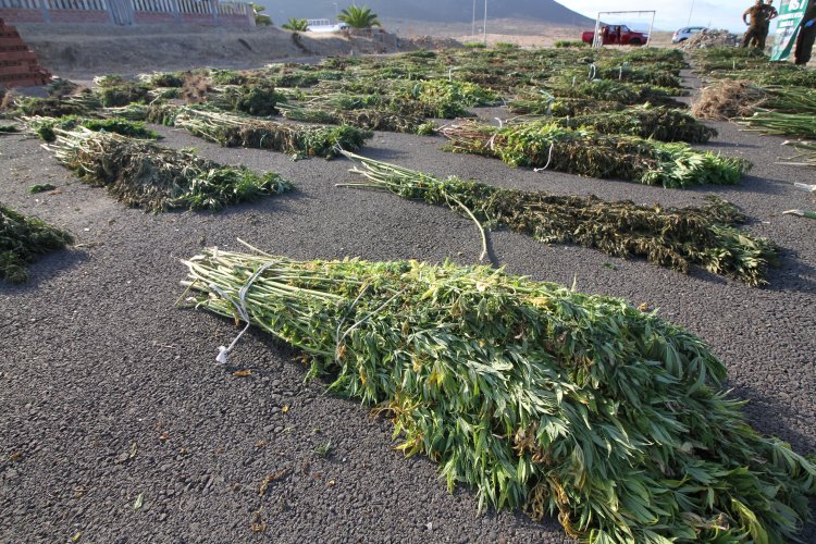 PLAN CANNABIS DE CARABINEROS DUPLICA INCAUTACIONES DE MARIHUANA EN LA REGIÓN DE COQUIMBO