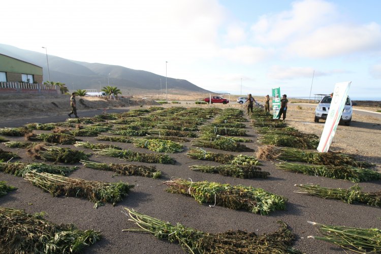 PLAN CANNABIS DE CARABINEROS DUPLICA INCAUTACIONES DE MARIHUANA EN LA REGIÓN DE COQUIMBO